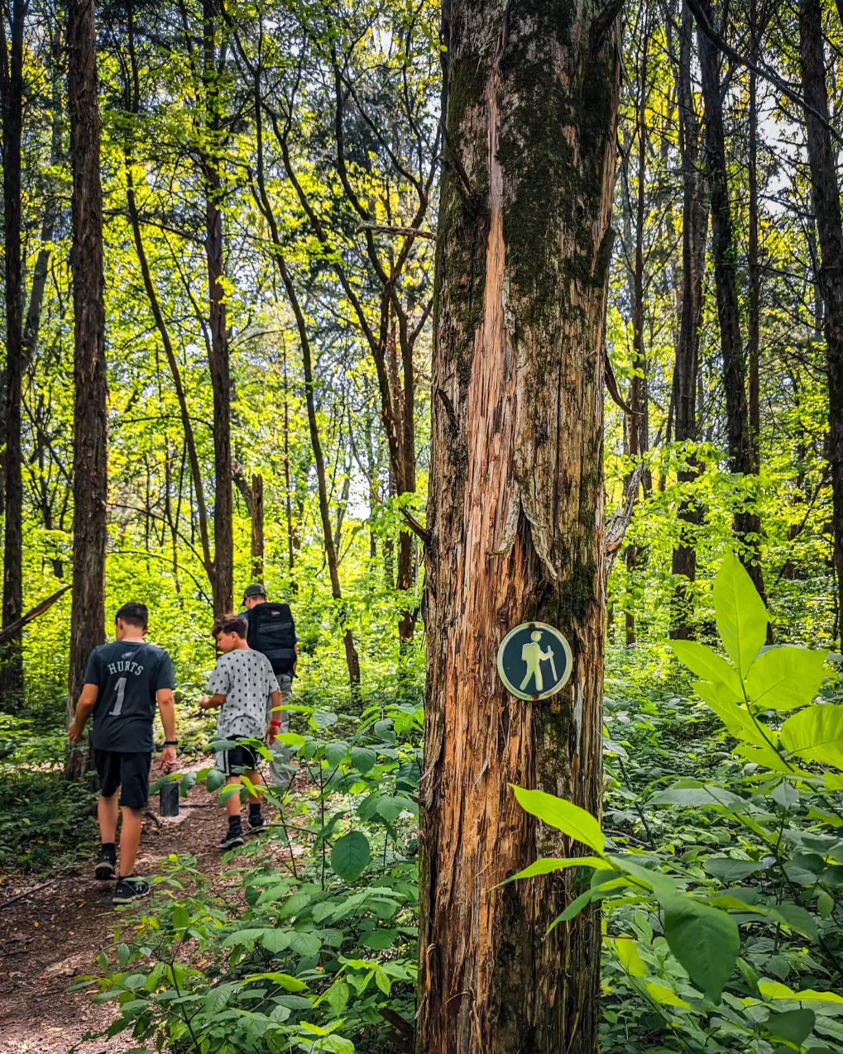 dad and boys hiking a wooded trail