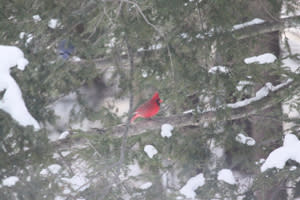 Cardinal in winter