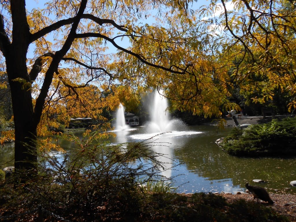 Twin fountains in the Zoo's pond sparkle in the autumn sunlight.