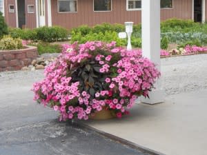 Here are some of the beautiful plants flourishing at Katie's Kountry Korner - oh, to be able to grow flowers like this!