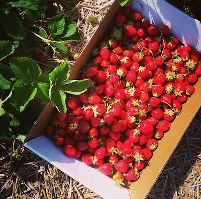 Spencer Farm