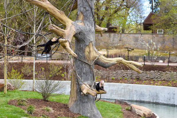 Capuchin Monkey's in tree at the Fort Wayne Children's Zoo