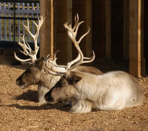 0823reindeerKendalMiller100crop