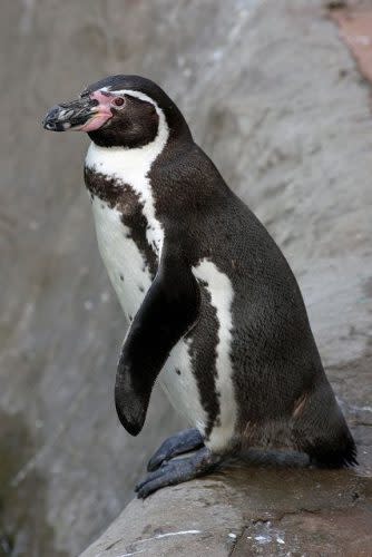 penguin, Mesker Park Zoo