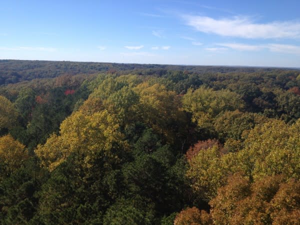 View from Hickory Ridge Fire Tower in Hoosier National Forest