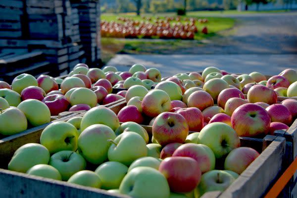 Apples at Cook's Apple Orchard in Fort Wayne