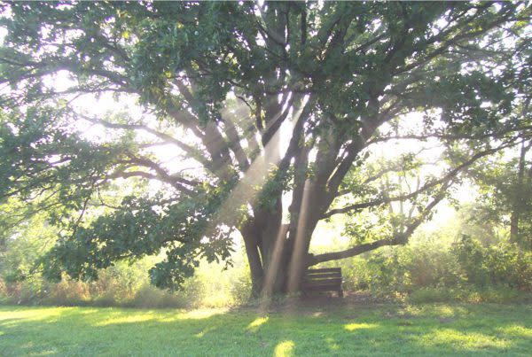 Taltree Arboretum