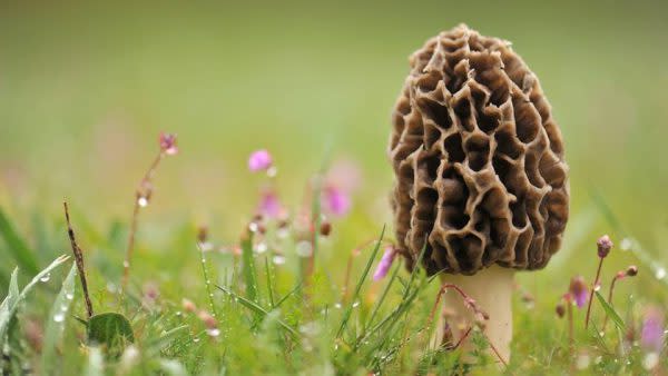 Brown County State Park Morel Mushrooms