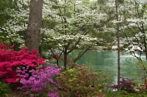 Azalea Path 2012 149 copy