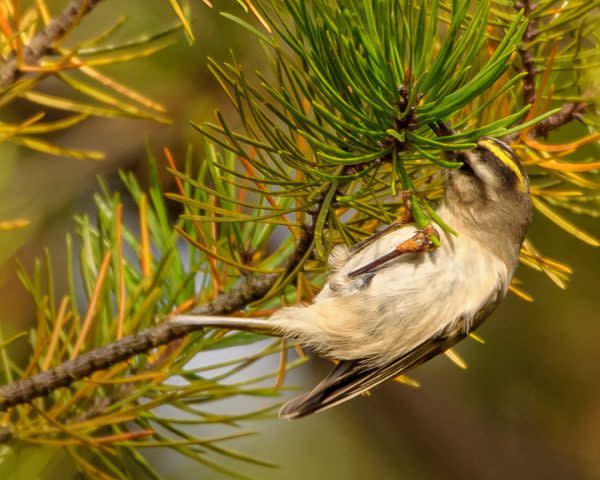 Golden-crowned Kinglet at Indiana Dunes National Park, Indiana Birding
