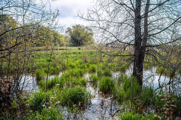 Craddock Wetland Nature Preserve