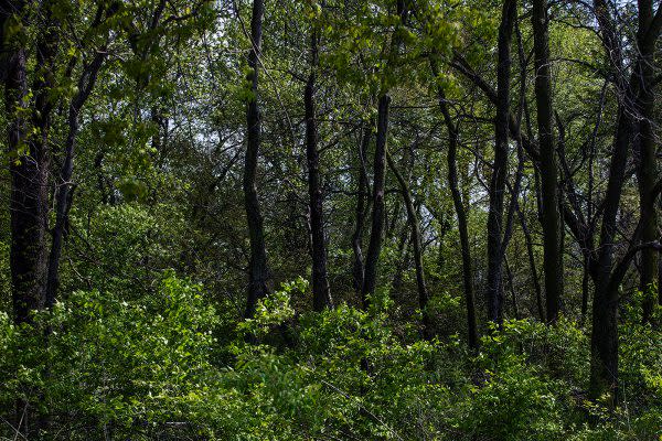 Craddock Wetland Nature Preserve