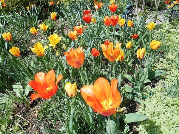 Madison in Bloom 2017