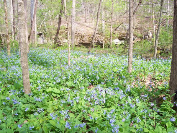 Bluebells McCormick's Creek State Park Wildflowers