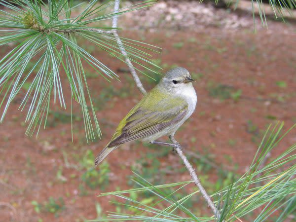 O'Bannon Woods State Park, Indiana Birding