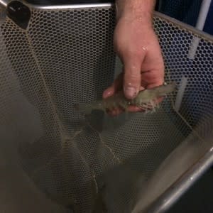 JT Shrimp sells fresh shrimp raised with no hormones.