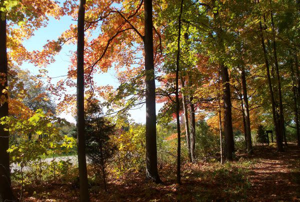 Whitewater Memorial State Park, Fall Colors in Indiana