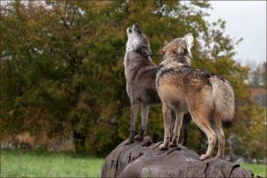 Dharma & Wolfgang Howling on a Log