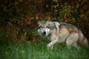 Wotan Walking by Fall Brush
