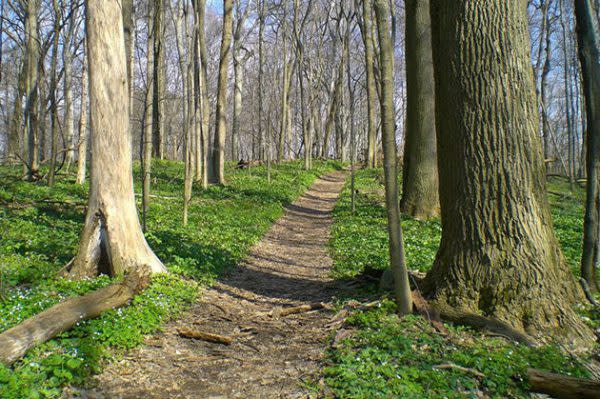 Best Indiana Hiking Trails, Big Tree and Lower Big Tree Trail