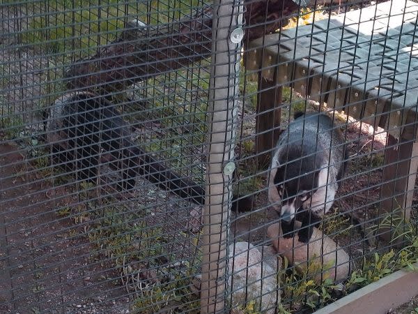 coatimundi-black-pine-animal-sanctuary
