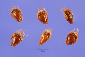 eleocharis seeds, USDA, NRCS, Plants database
