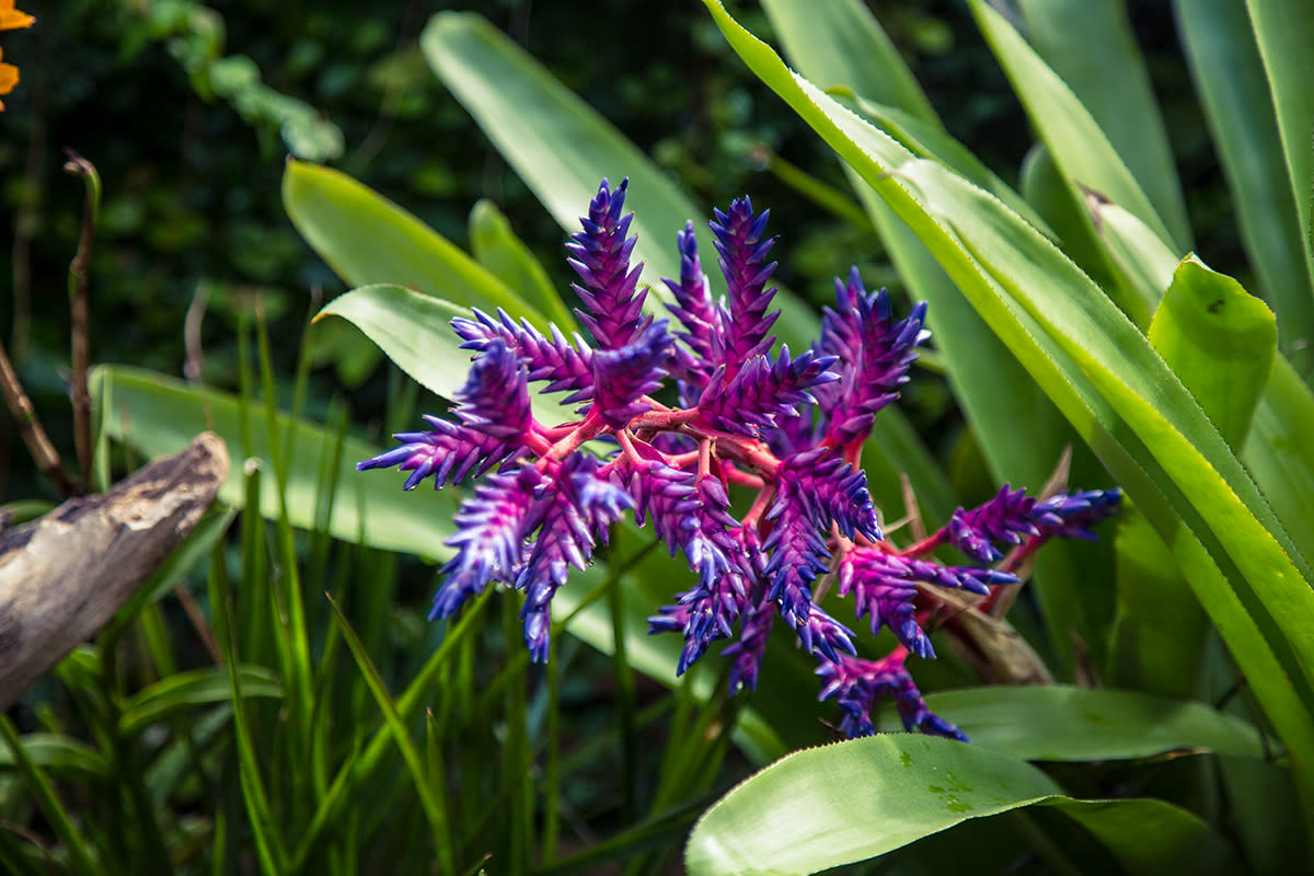 Tropical Flower...one of many.