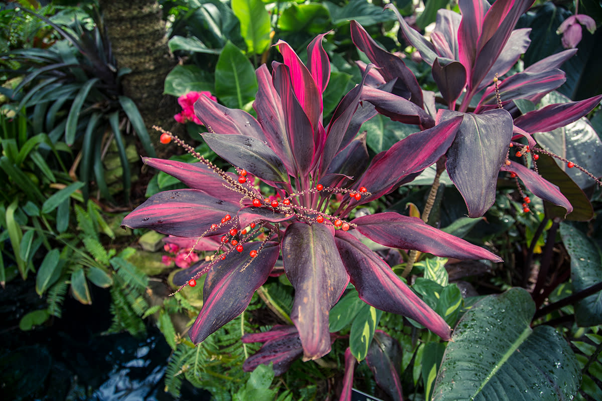 Tropical Flower