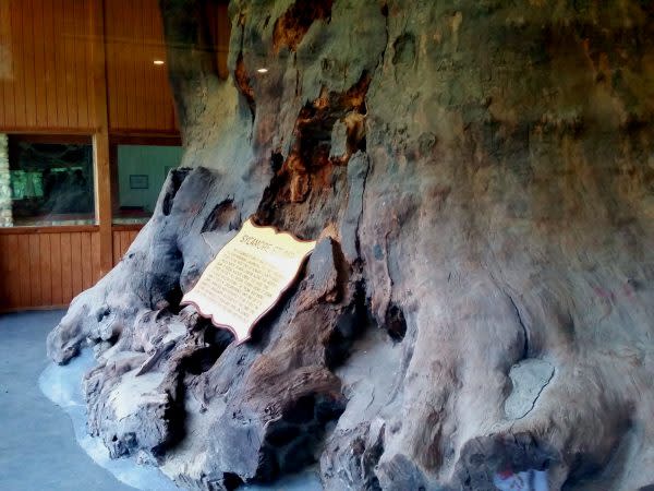 worlds-largest-sycamore-stump-kokomo-indiana 