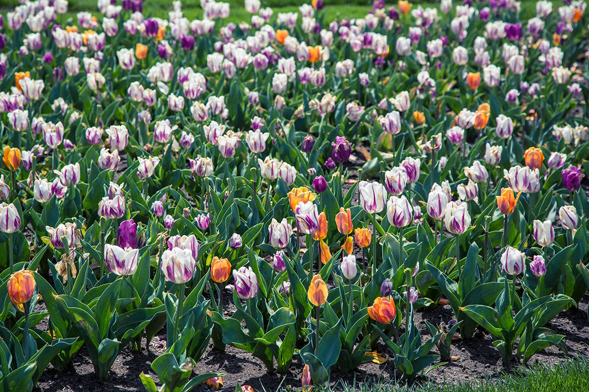 The Sunken Gardens