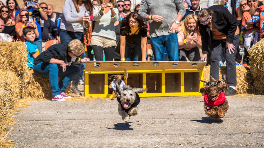 A crowd of people watching two dogs race down a path