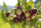 Muscadine Grapes