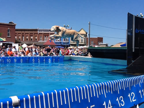 Jumping Dog