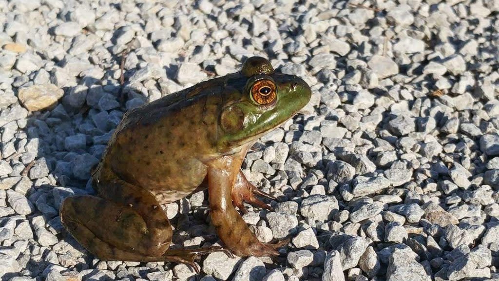 Bullfrog at Baker Wetlands