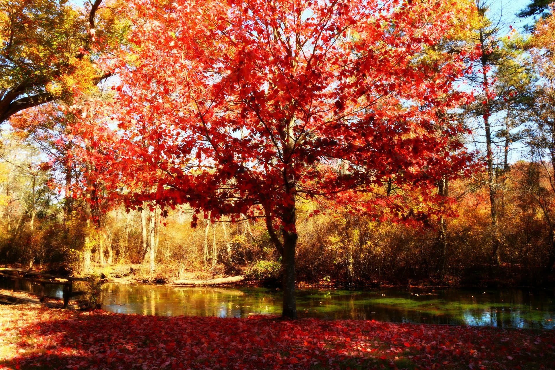 The leaves changing color at Connetquot River State Park