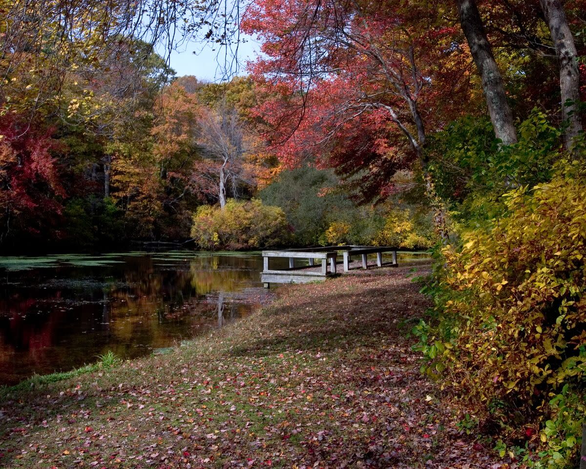 Fall Splendor of the leaves changing at Caleb Smith State Park Preserve