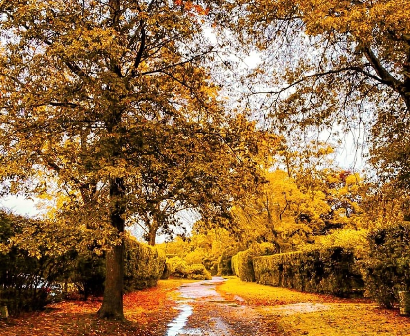 A winding walkway covered in leaves and lined with trees and bushes ornate with red and yellow fall colors on Long Island.