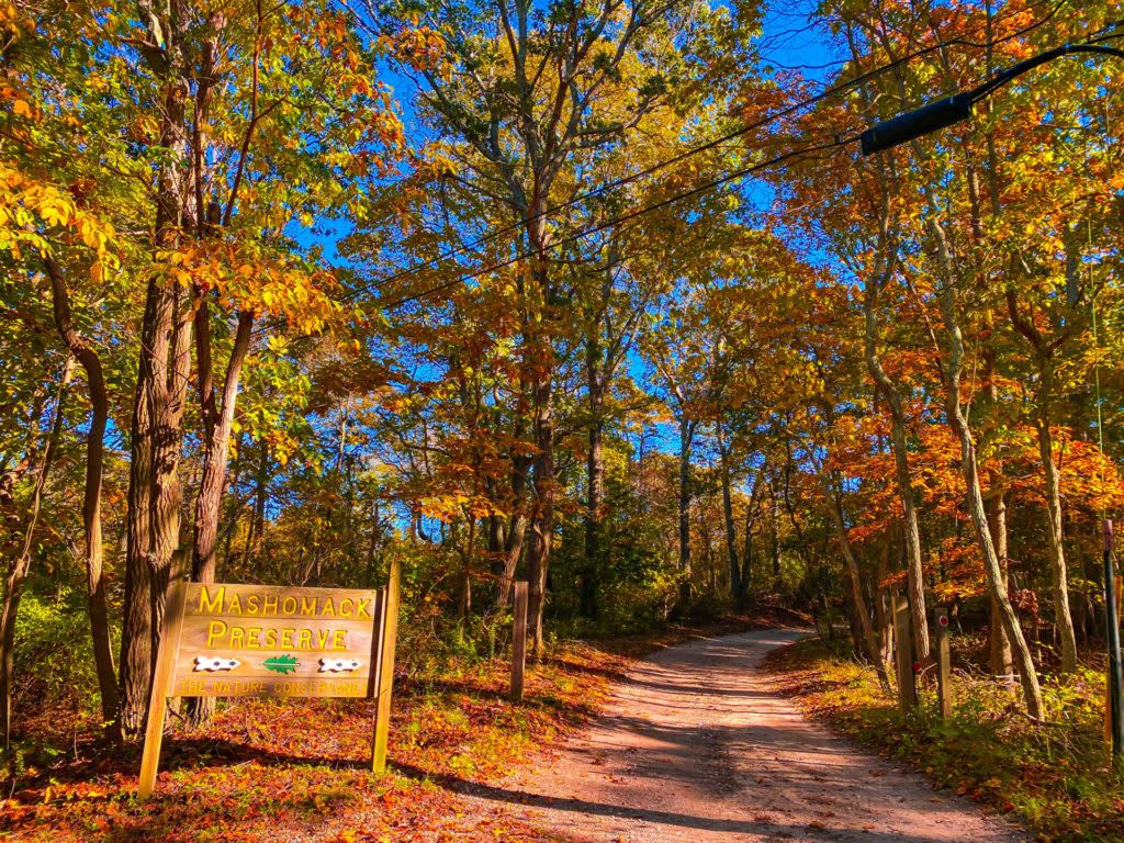 The entry to Mashomack Preserve leading into an enchanting woodland of fall colors. 