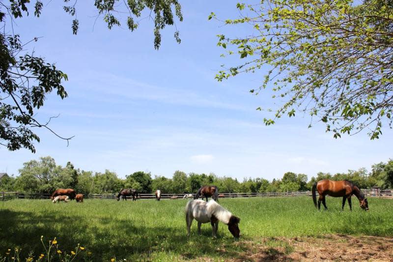 Spirit's Rescue Equestrian Farm