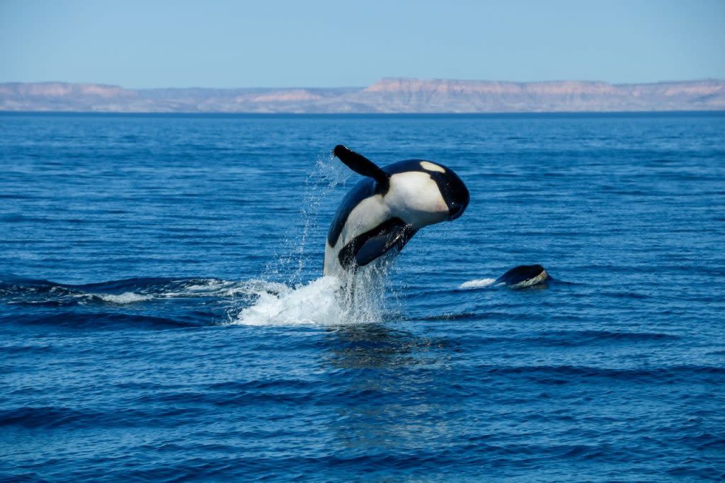 Cosas Que No Sab As Sobre Las Orcas Visita Los Cabos