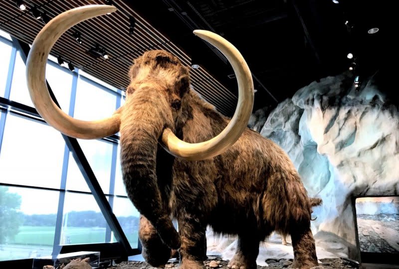 A lifelike wooly mammoth on display at the Bell Museum at the University of Minnesota