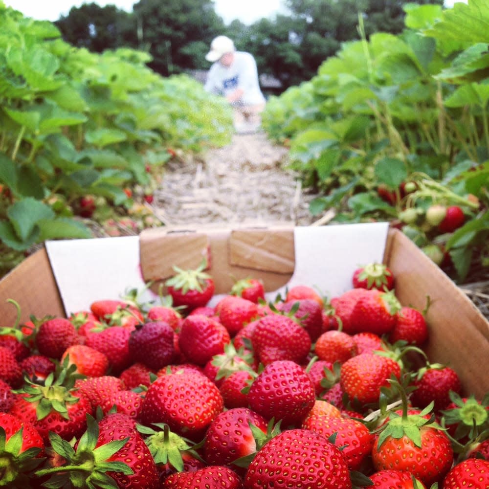 berry_picking