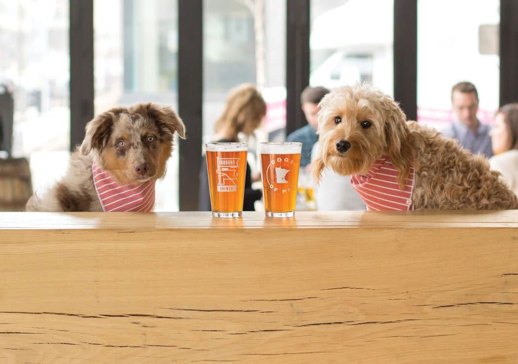Puppies sitting next to pints of beer