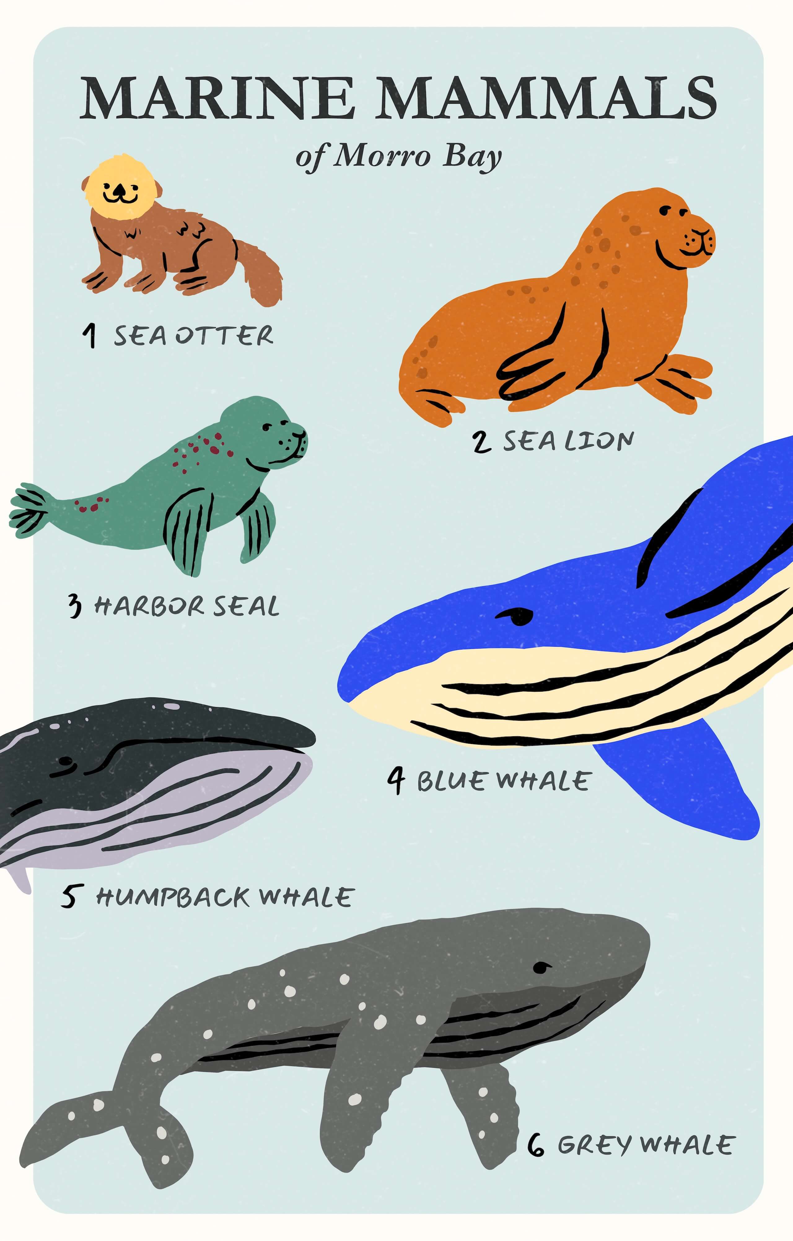 Groups Of Marine Mammals Cheapest Purchase | www.gbu-presnenskij.ru