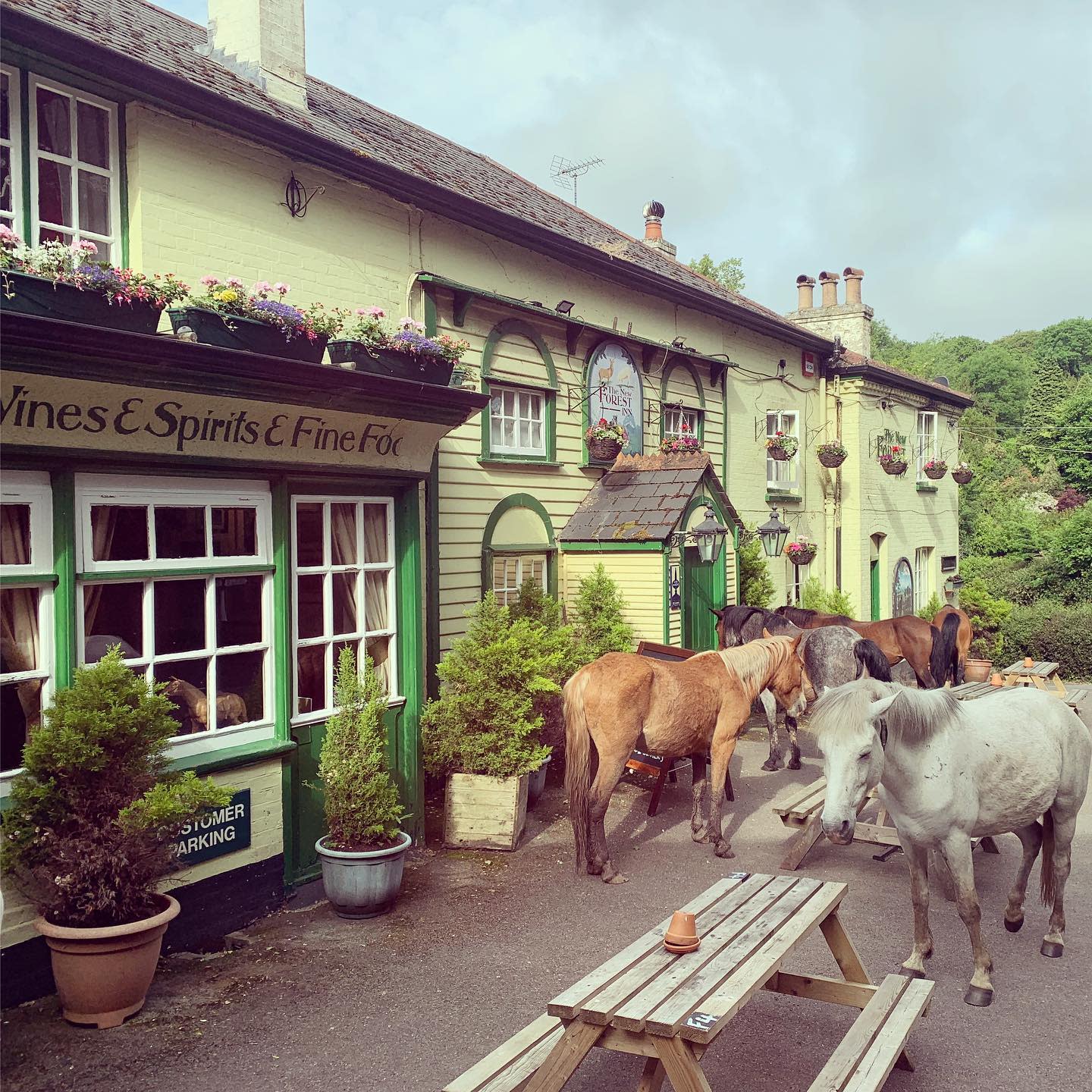The New Forest Inn - Ponies outside the pub