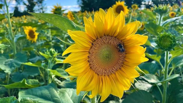 A bumble bee lands on a bright yellow sunflower in a sunflower field