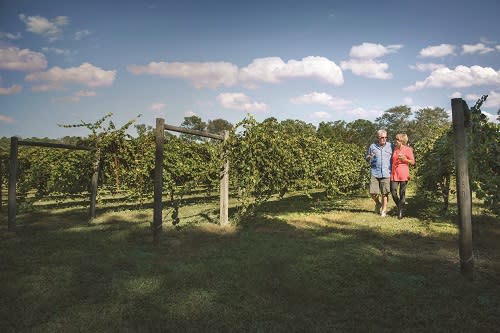 Spend an afternoon at La Belle Amie vineyard. 