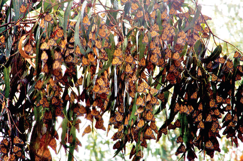 Monarch Butterfly Grove - Thousands of Butterflies in Pismo Beach