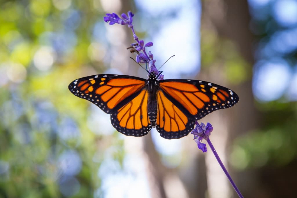 Male monarch in my garden (C Livingston)