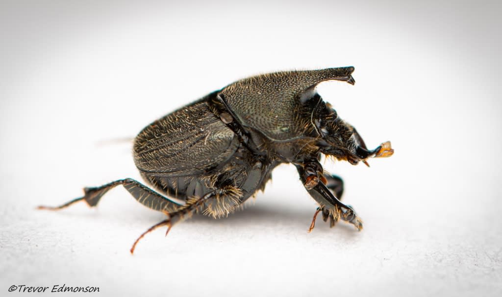 Scooped Scarab